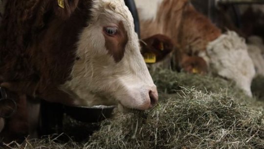 România solicită modificarea regulamentelor UE pentru achiziția de animale de reproducție