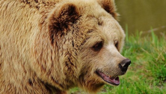 Prahova: Urs văzut pe o stradă din Sinaia; a fost emis RO-ALERT
