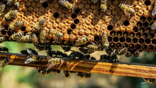 APIA deschide sezonul cererilor de plată pentru apicultori până în luna august