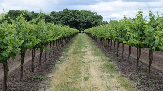 Sprijin financiar pentru viticultori: 167 milioane de lei alocați prin Fondul European de Garantare Agricolă