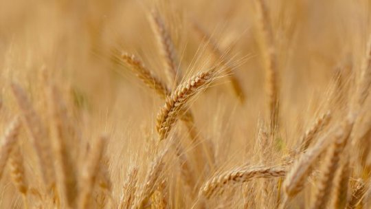 Cerealele din Olt, grav afectate: 3.200 de hectare calamitate din cauza secetei