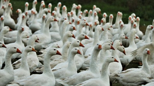 Un studiu al USDA arată că gătitul ucide virusul gripei aviare din carne