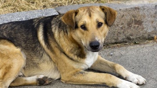 Caz de rabie la câine într-o comună din Satu Mare. Autoritățile iau măsuri