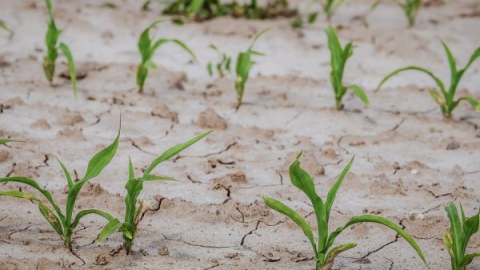 Agricultorii din Vrancea cer declararea stării de calamitate pe fondul secetei