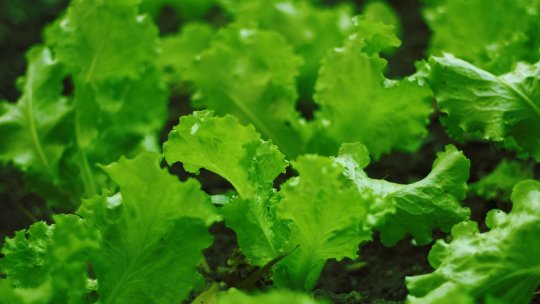 Plante mai puțin cunoscute, șansa unor afaceri de nișă în gospodărie