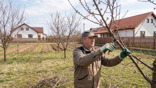 Greșeli frecvente la tăierea pomilor și cum pot fi evitate