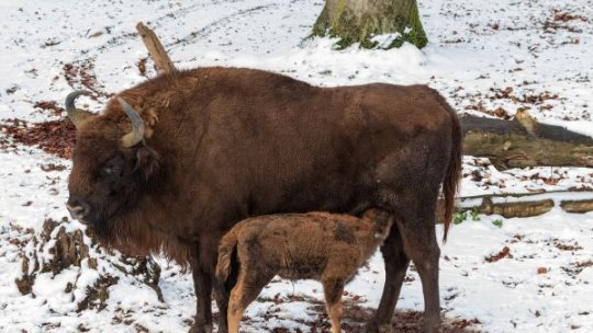 După un secol de absență, zimbrul e acasă. Se pregătește revenirea elanului